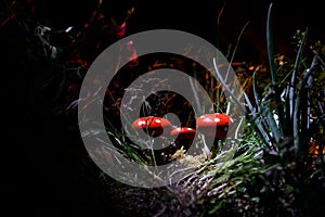 Mushroom. Fantasy Glowing Mushrooms in mystery dark forest close-up. Amanita muscaria, Fly Agaric in moss in forest. Magic mushroo