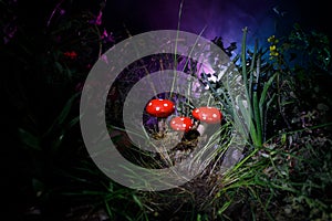 Mushroom. Fantasy Glowing Mushrooms in mystery dark forest close-up. Amanita muscaria, Fly Agaric in moss in forest. Magic mushroo