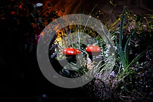 Mushroom. Fantasy Glowing Mushrooms in mystery dark forest close-up. Amanita muscaria, Fly Agaric in moss in forest. Magic mushroo