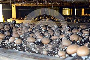 Mushroom Farm.