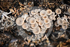 mushroom farm with fresh mushroom growing on mushroom spawn - Lentinus squarrosulus