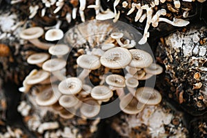 mushroom farm with fresh mushroom growing on mushroom spawn - Lentinus squarrosulus