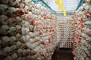 Mushroom farm, Pink oyster mushroom cultivation. photo