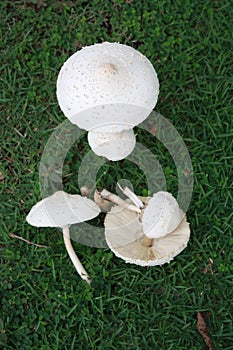 Mushroom in the field