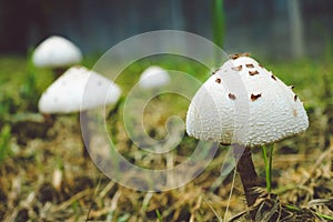 Mushroom in a field of grass with leaves.,spot focused.,close-up view.,Natural mushroom growing