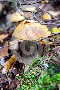 Mushroom in finnish forest Leccinum scabrum