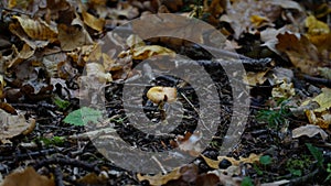 Mushroom on the floor of a Karri forest. cloudy weather. low key.