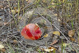 mushroom fly agaric