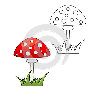 Mushroom Fly agaric or amanita muscaria with grass