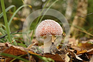 Mushroom fly agaric in grass on autumn forest background. toxic and hallucinogen red poisonous amanita muscaria fungus macro close