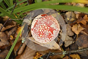 mushroom fly agaric in grass on autumn forest background. toxic and hallucinogen red poisonous amanita muscaria fungus macro close