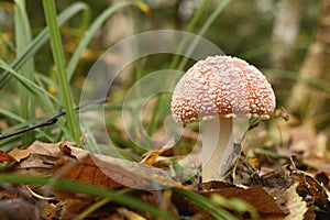 Mushroom fly agaric in grass on autumn forest background. toxic and hallucinogen red poisonous amanita muscaria fungus macro close