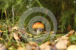 Mushroom fly agaric in grass on autumn forest background. toxic and hallucinogen red poisonous amanita muscaria fungus macro close