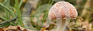 mushroom fly agaric in grass on autumn forest background. toxic and hallucinogen red poisonous amanita muscaria fungus macro close