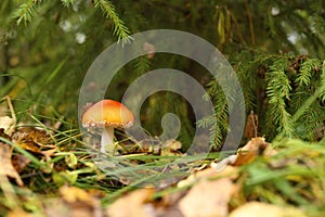 mushroom fly agaric in grass on autumn forest background. toxic and hallucinogen red poisonous amanita muscaria fungus macro close