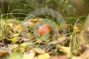 mushroom fly agaric in grass on autumn forest background. toxic and hallucinogen red poisonous amanita muscaria fungus macro close