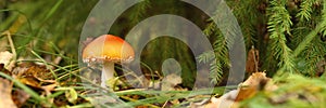 mushroom fly agaric in grass on autumn forest background. toxic and hallucinogen red poisonous amanita muscaria fungus macro close