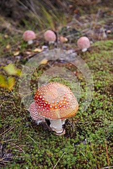 Mushroom fly agaric with moss in the forest with grass