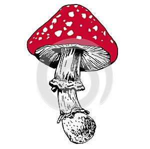 Mushroom. Fly agaric, red cap of a mushroom with white dots, specks. Wildlife poisonous amanita mushroom.