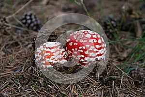 Mushroom fly amanit in pinewood photo
