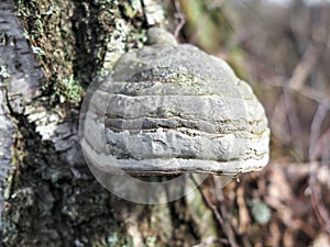 Mushroom Fomes fomentarius close-up on a tree