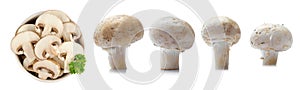 Mushroom, food, isolated, white, fresh, vegetable, healthy,Pilz, Lebensmittel, isoliert, weiÃŸ, frisch, GemÃ¼se, gesund,