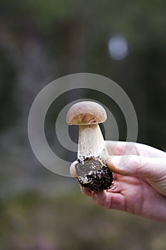 Mushroom Foray