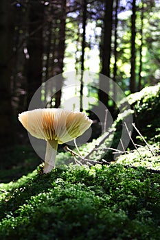 Mushroom in forest