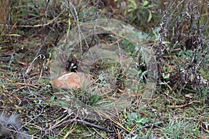 Mushroom in the forest