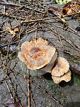 Mushroom in forest