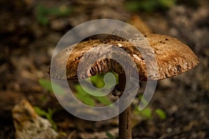 Mushroom in forest