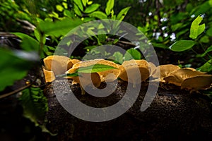 Mushroom in forest.