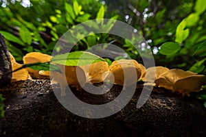 Mushroom in forest.