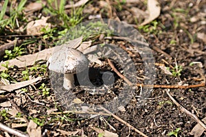 Mushroom in forest