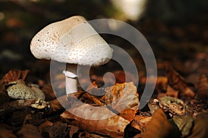 Mushroom in the forest