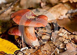 Mushroom in forest