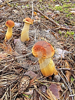 mushroom in the forest