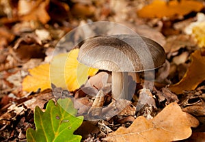 Mushroom in forest