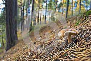 Champinón en Bosque 