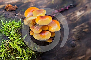 Mushroom in forest