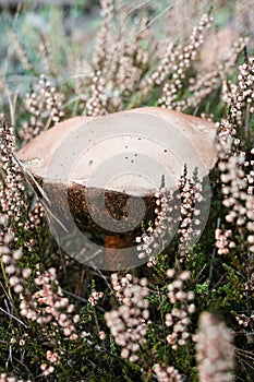 Mushroom in the forest