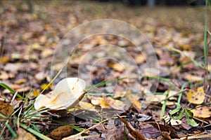 Mushroom in the forest