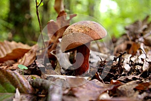 Mushroom in the forest