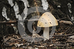 Mushroom in forest against background birch bark.