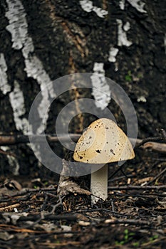 Mushroom in forest against background birch bark.