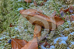 Mushroom in the forest. Autumn background