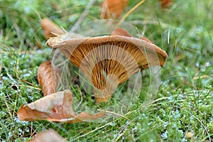 Mushroom in the forest. Autumn background