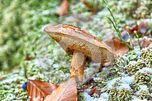 Mushroom in the forest. Autumn background