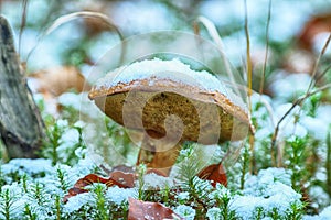 Mushroom in the forest. Autumn background