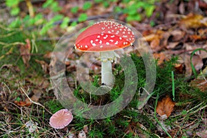 Mushroom in forest, autumn season